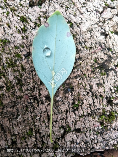 樹葉水珠圖