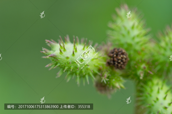 蒼耳