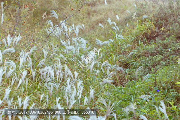植物特寫,田野野草