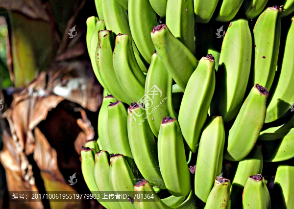 香蕉樹,成熟香蕉