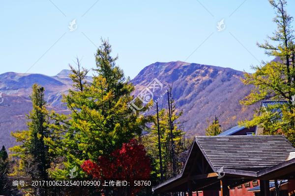 長(zhǎng)白山森林