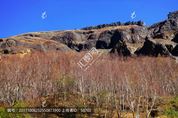 長(zhǎng)白山岳樺林