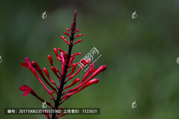 火焰花