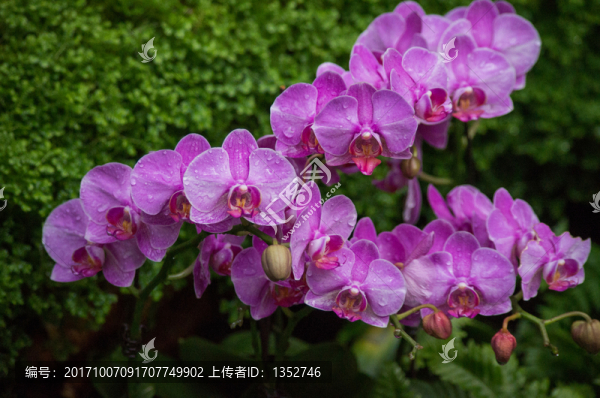 蝴蝶蘭
