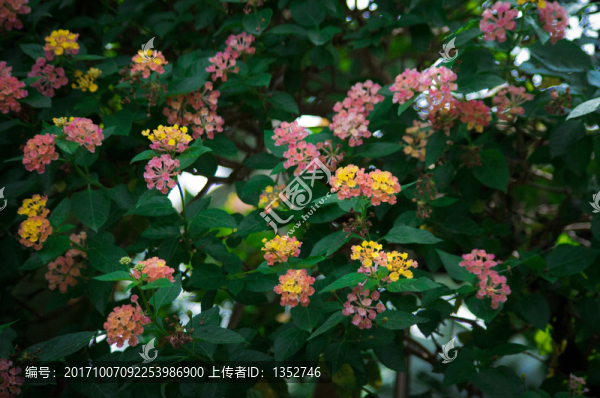 馬纓丹