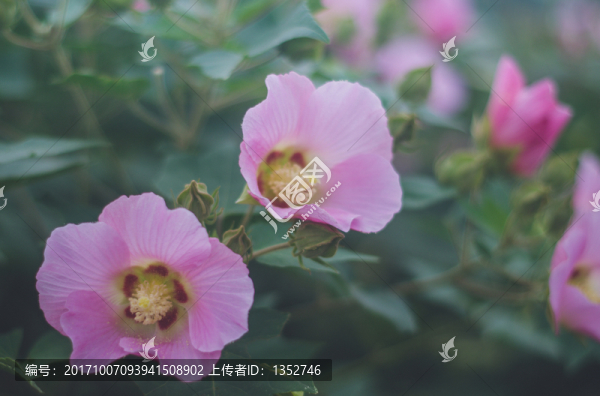 牽牛花