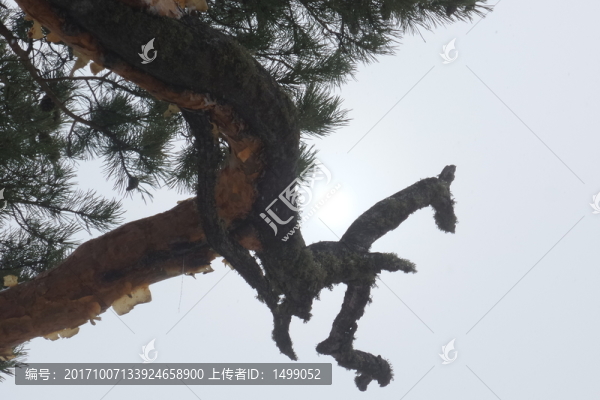 樟子松