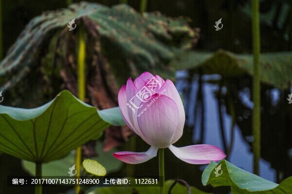 荷花
