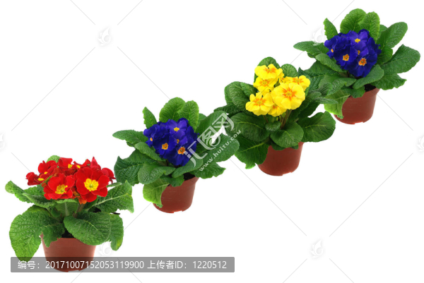 豐富多彩的櫻草花