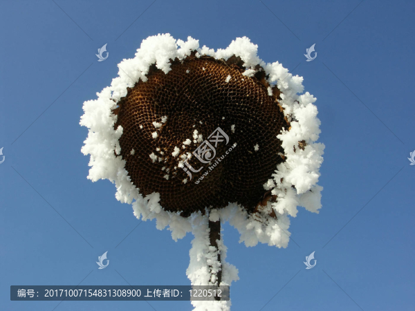 向日葵在霧凇
