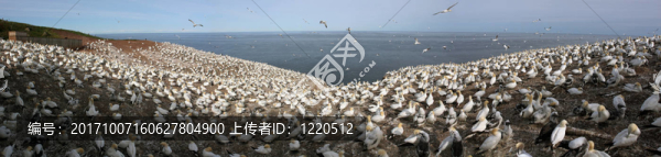 在加拿大東部的塘鵝棲息地