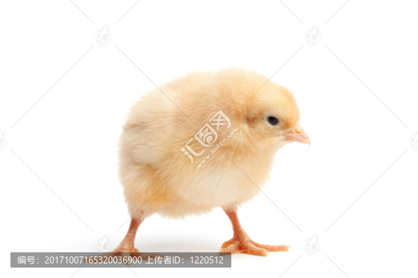 動(dòng)物
