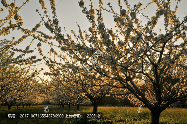 基施鮑姆