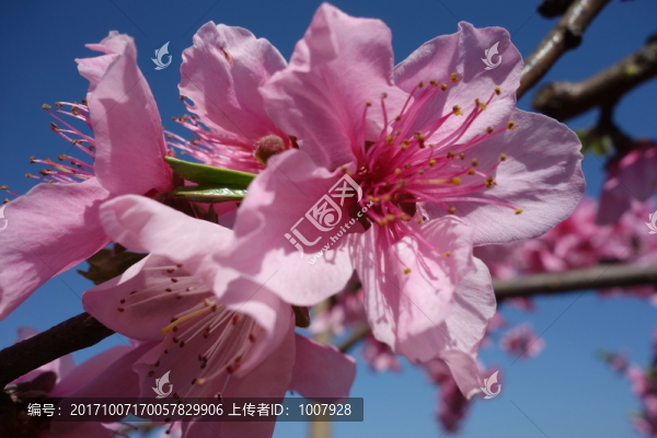 桃花