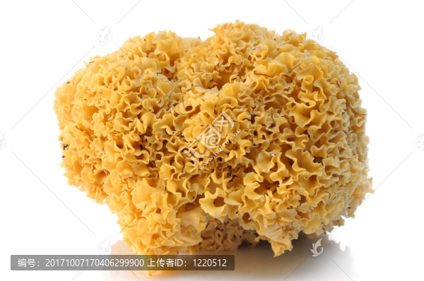 花椰菜蘑菇