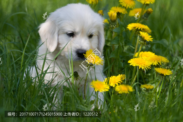 小狗在蒲公英
