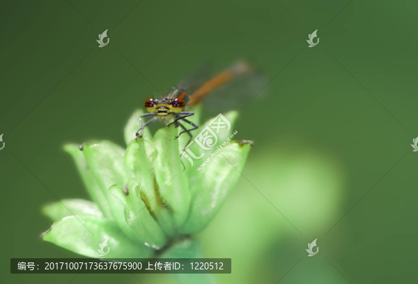 花卉