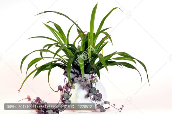室內(nèi)植物