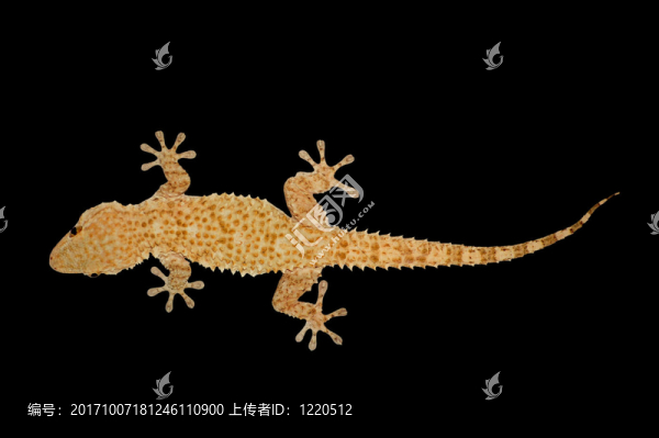 動物