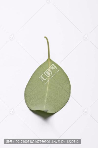 葉