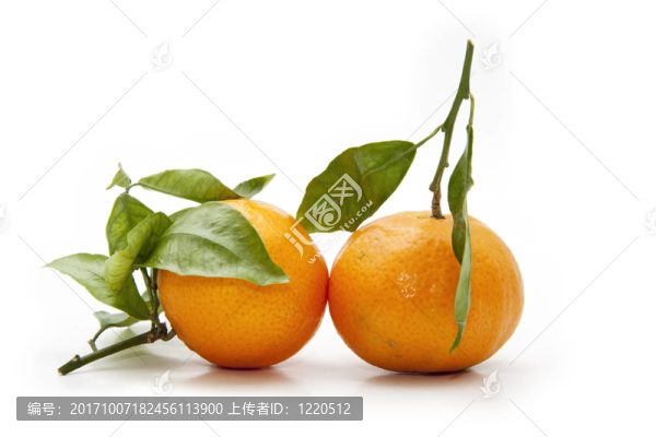 Tangerine夜店