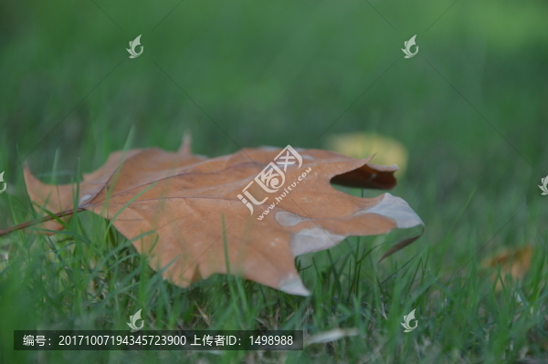 一葉知秋