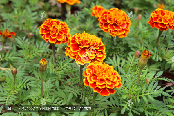 金盞花