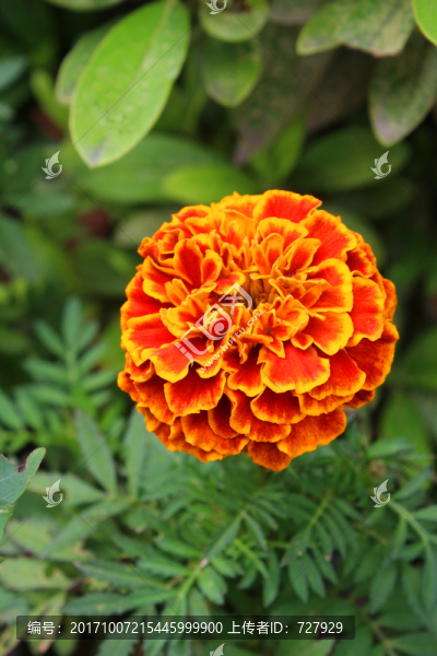 萬壽菊
