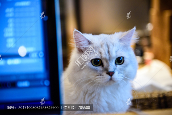 金吉拉