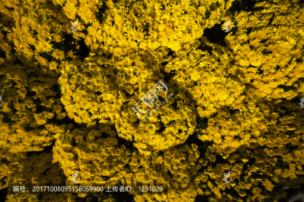鮮花背景4