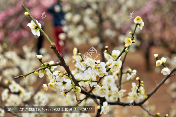 白梅,梅花