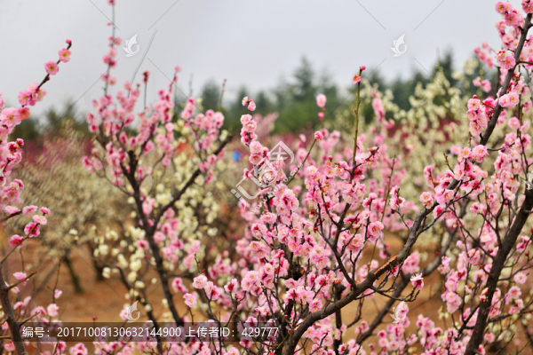 成片梅花園
