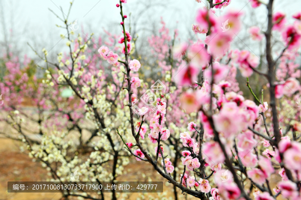 梅園,梅花賞析