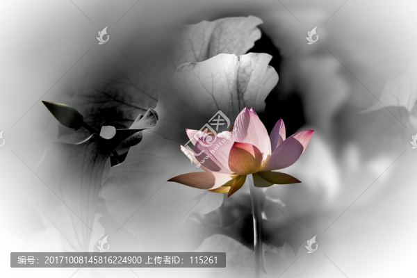 蒙蒙花韻