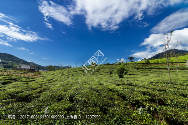 生態(tài)茶園