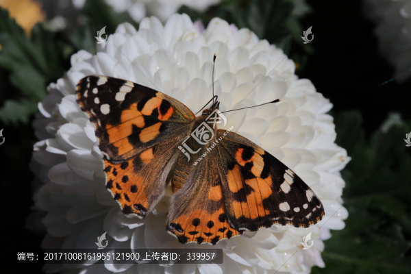 菊花,花卉,雛菊,花瓣,花