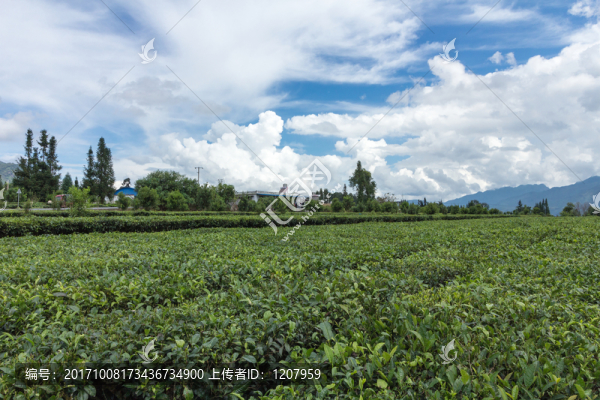 滇紅茶園