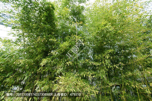 竹子,竹子圖,竹子背景,高雅