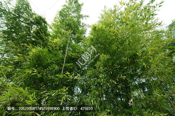 竹子,竹子圖,竹子背景,高雅