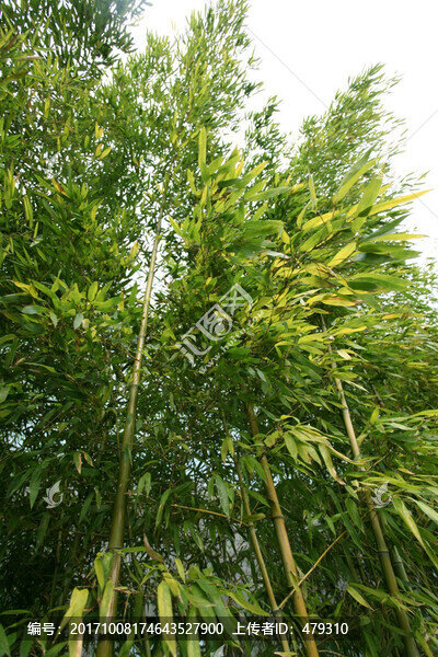 竹子,竹子圖,竹子背景,高雅