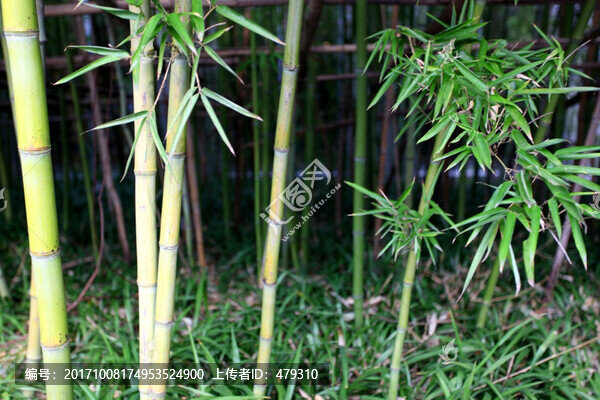 竹子,竹子圖,竹子背景,高雅