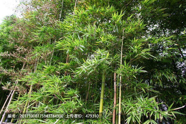 竹子,竹子圖,竹子背景,高雅