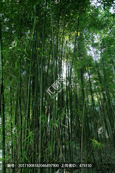 竹子,竹子圖,竹子背景,高雅