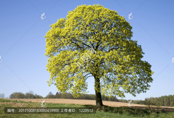 開花的楓樹