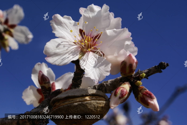 杏花2