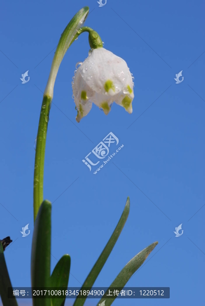 M？rzenbecher（雪片蓮）