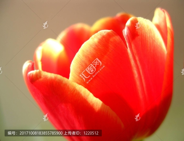 花卉