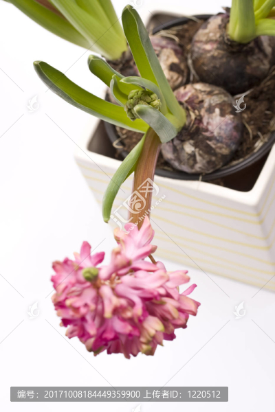 花卉