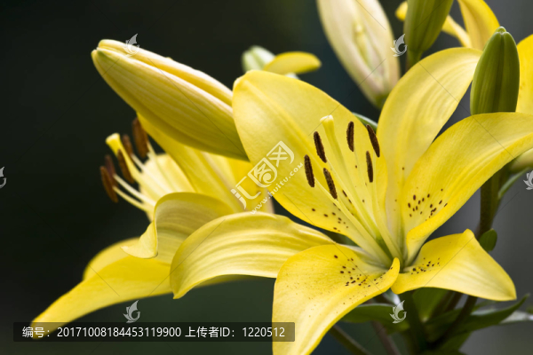 莉莉