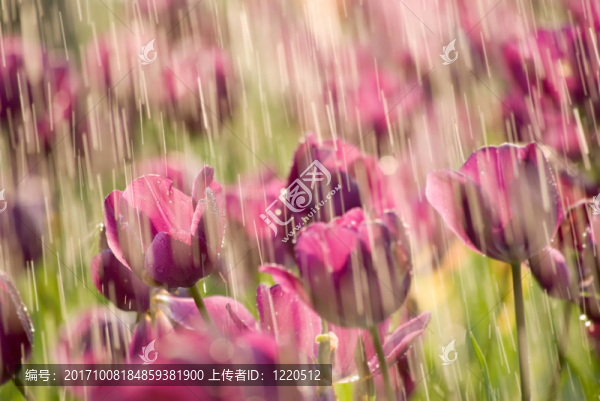 花卉